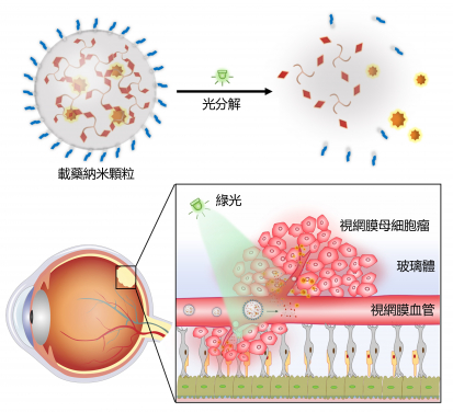 研究團隊設計了可被光分解的三枝狀小分子，該分子可以與疏水性藥物自發組裝成納米顆粒，並能在綠光照射下能分解及釋放藥物。在患有原位視網膜母細胞瘤的小鼠身上，透過靜脈注射納米顆粒並以綠光照射其眼部，可以有效抑制腫瘤生長，且未見毒副作用。
 